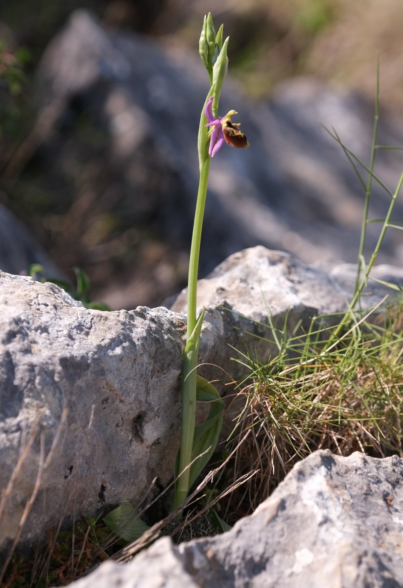 Ultime orchidee per quest''anno - Dalla Grecia con passione